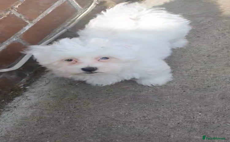 Maltese dogs - Advert 8
