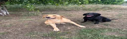 Labrador Retriever dogs for sale: Litter of KC Reg Pups from Health Tested Parents - Advert 6