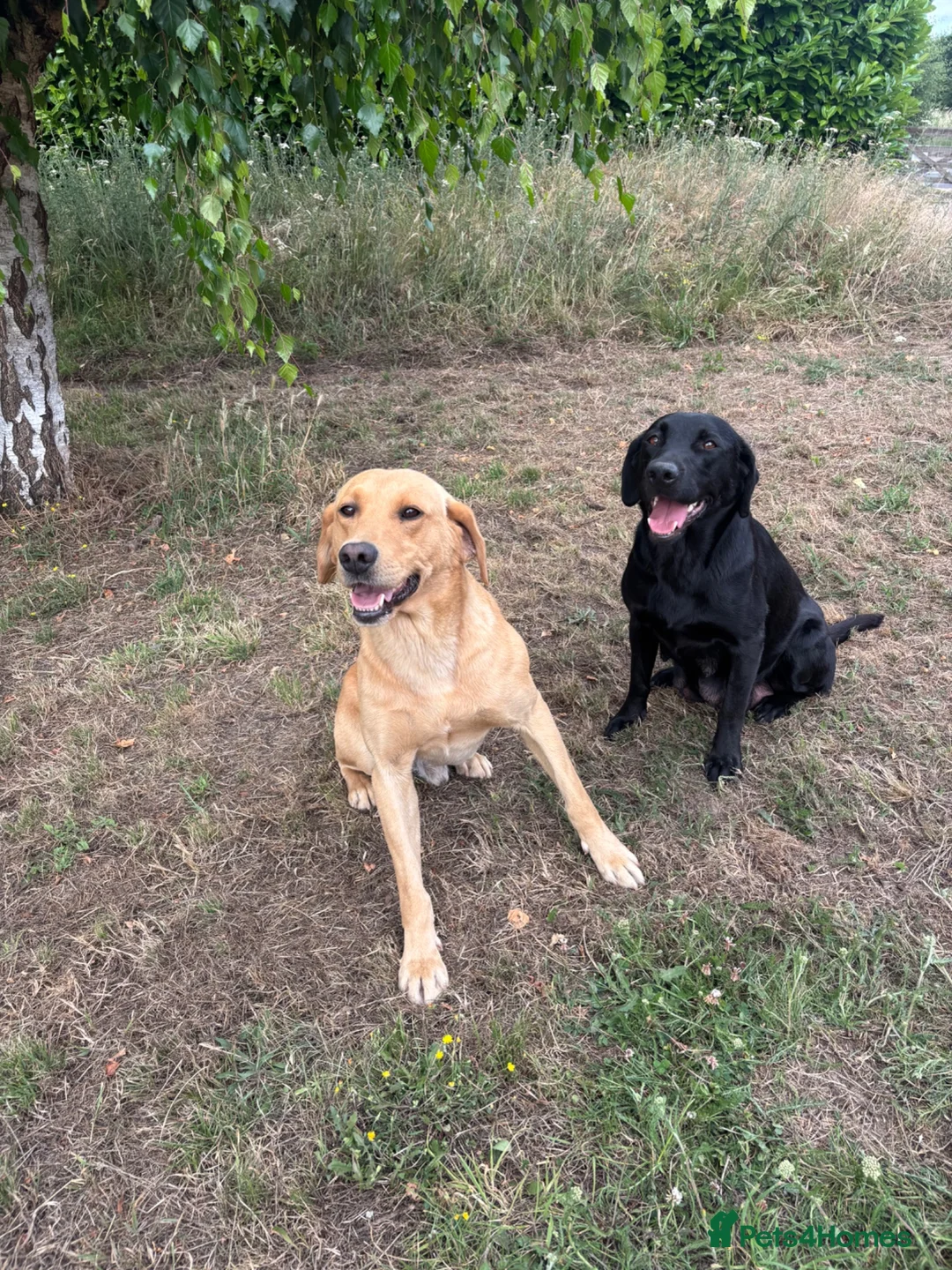 Labrador Retriever dogs for sale: Litter of KC Reg Pups from Health Tested Parents - Advert 6