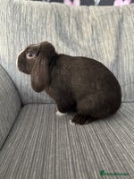 Mini Lop rabbits Beautiful Mini Lop Boy (Buck) - Advert 7
