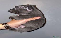 French Bulldog dogs for sale: French bulldog puppies  - Image 3