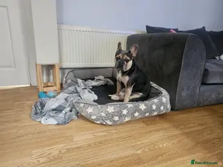 French Bulldog dogs French bulldog for sale - Advert 1