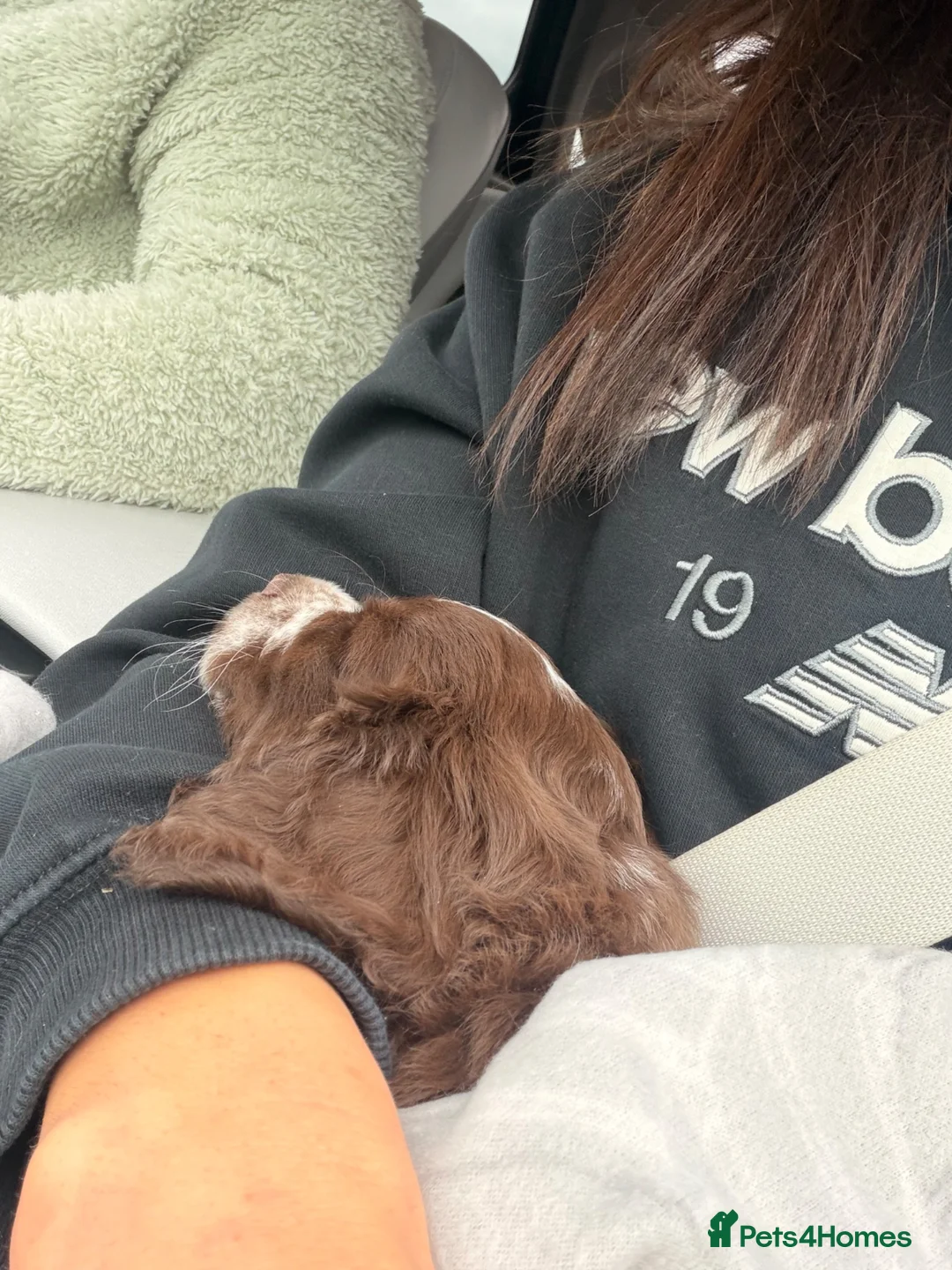 Mixed Breed dogs for sale: Cocker x chihuahua Arlow   - Advert 8