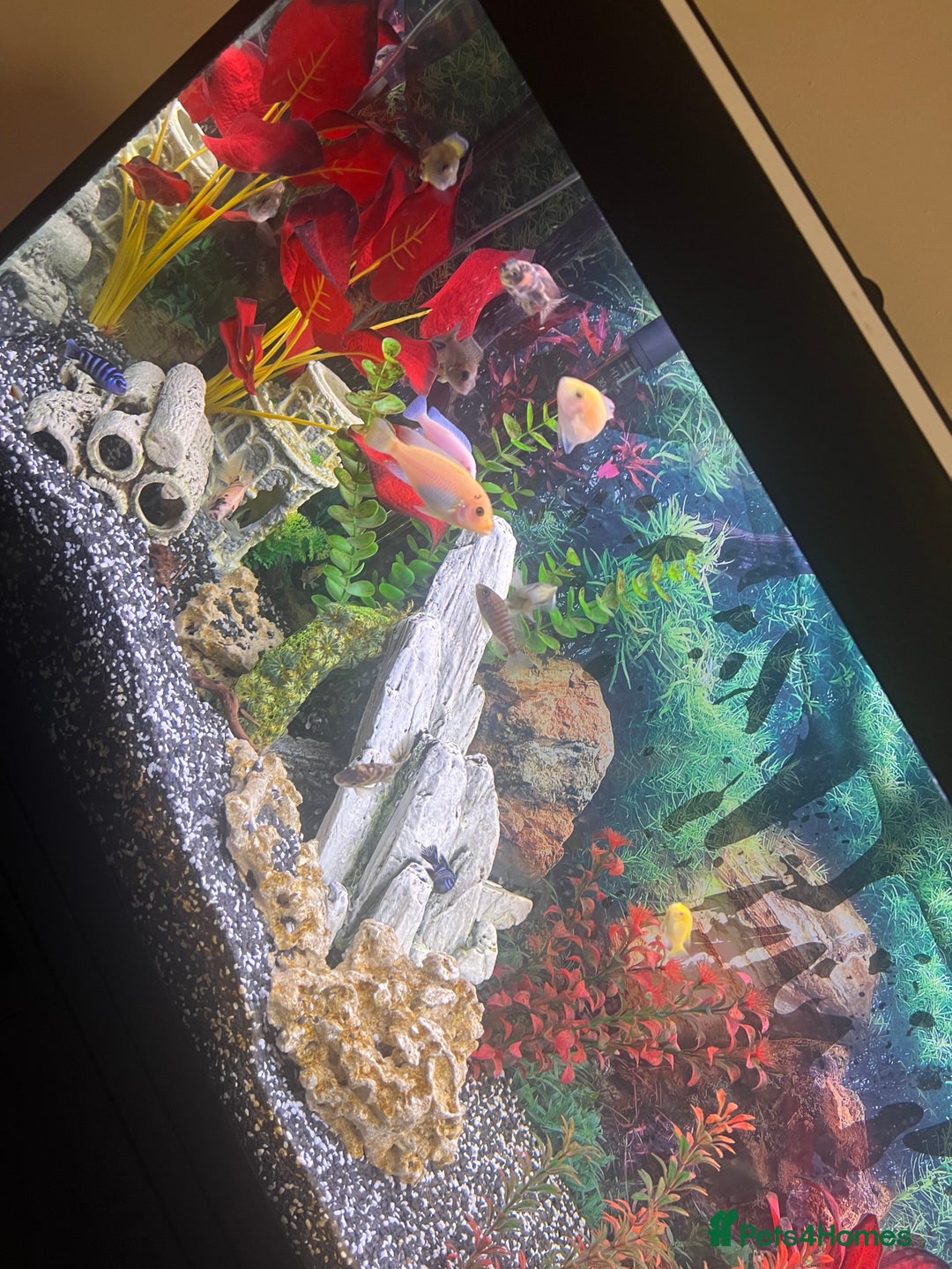 Cichlids fish for sale: Fluval Roma 240 FULL SET UP - Advert 2