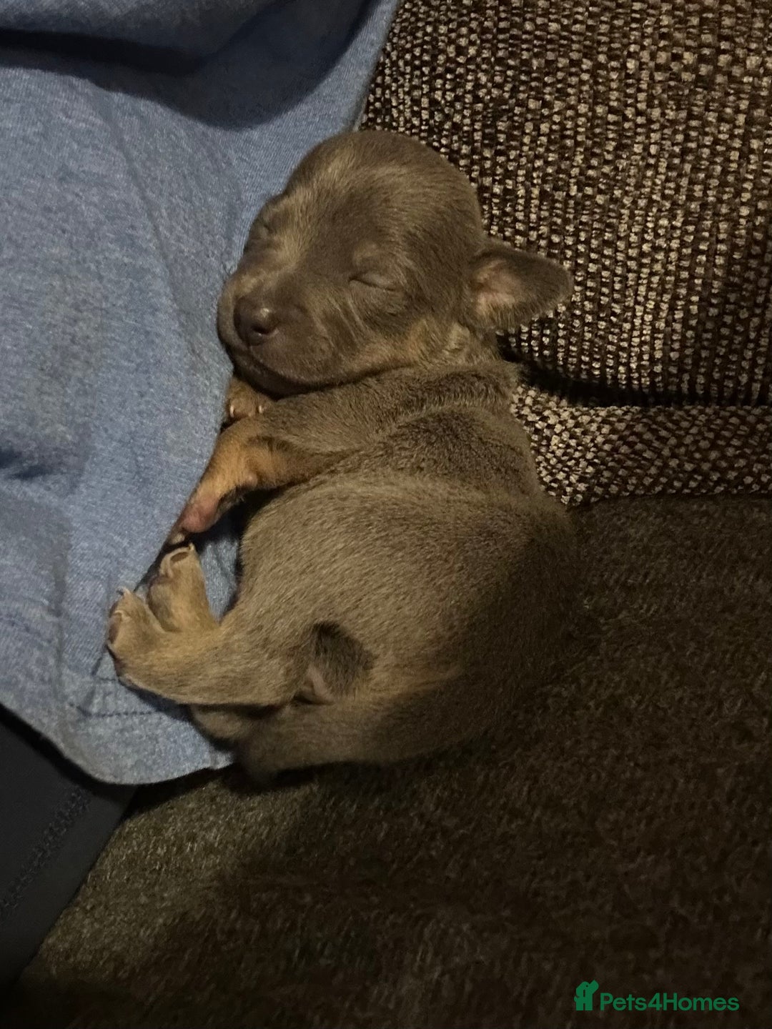 Jack Russell dogs for sale: Jack Russel puppies  - Advert 7