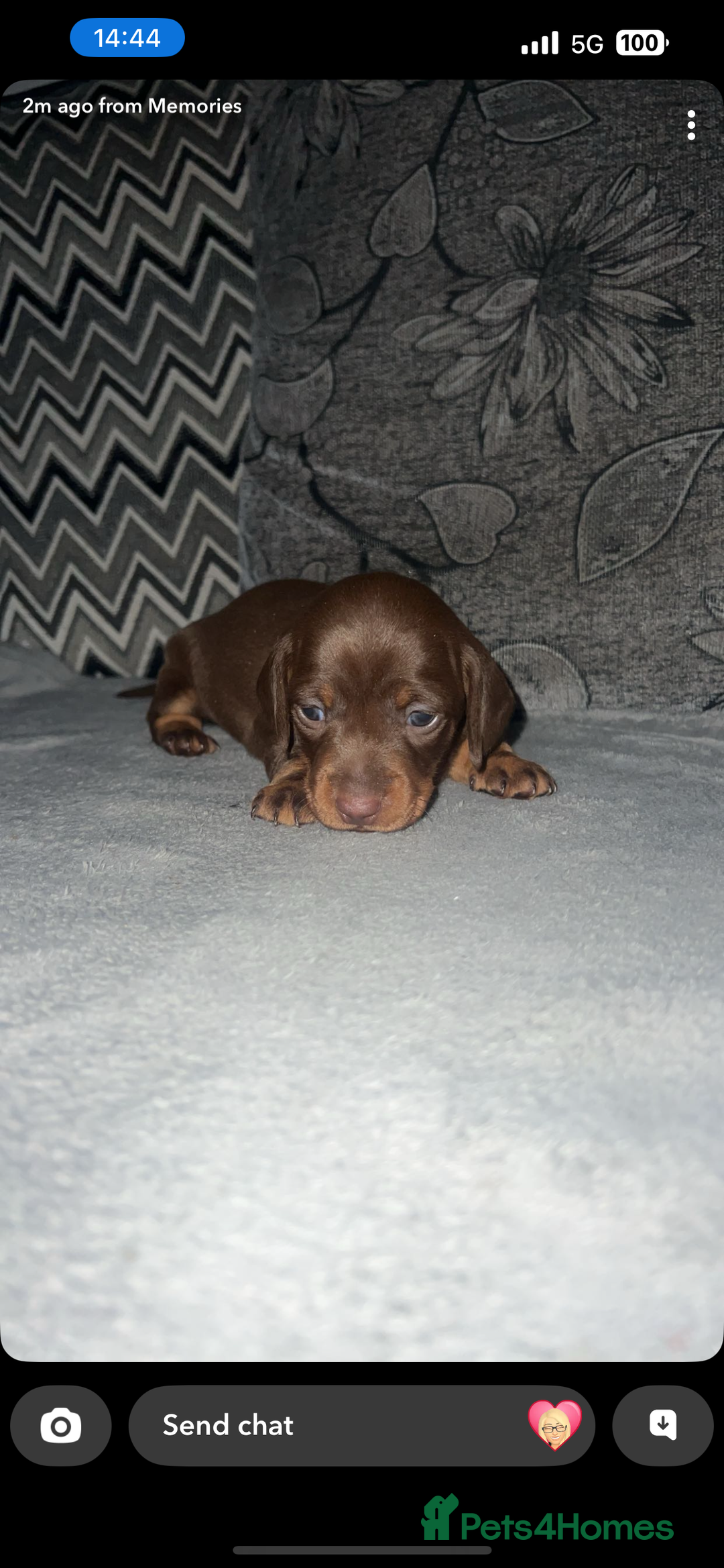 Miniature Dachshund dogs for sale: Mini dauchunds puppies - Advert 22