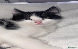 Mixed Breed cats for sale: Mixed breed ragdoll kittens  - Image 4