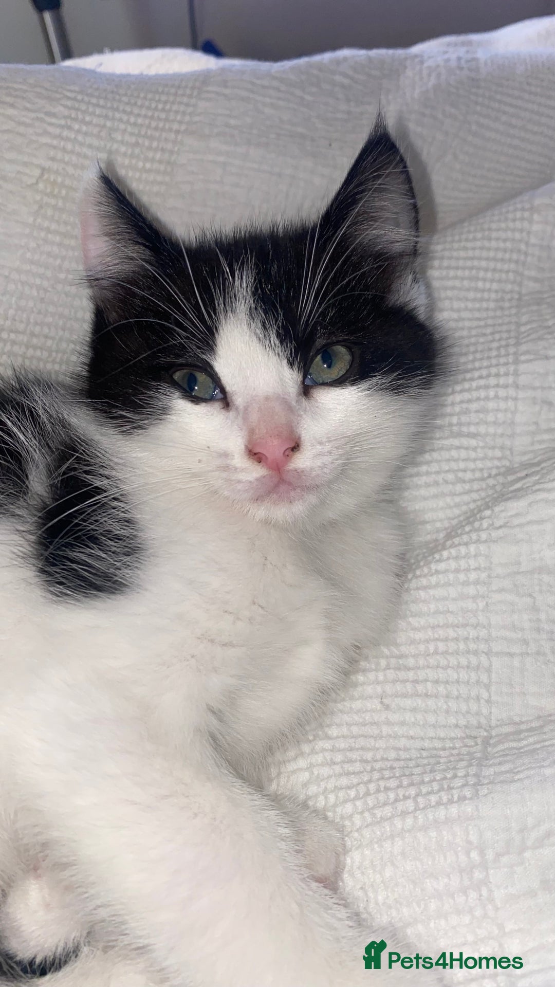 Mixed Breed cats for sale: Mixed breed ragdoll kittens  - Image 4