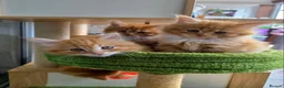 Maine Coon cats for sale: 🐱 Beautiful ginger half maine coon kittens - Advert 4