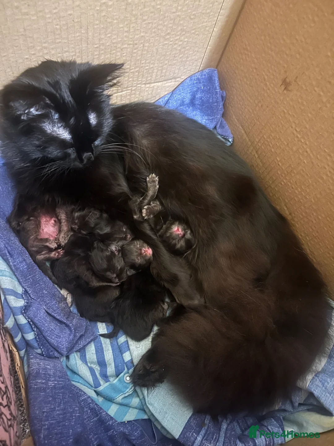 Mixed Breed cats for sale: Beautiful half ragdoll kittens  - Advert 5