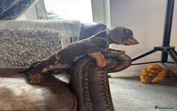 Miniature Dachshund dogs for sale: Miniature Dachshund Puppies - Image 19