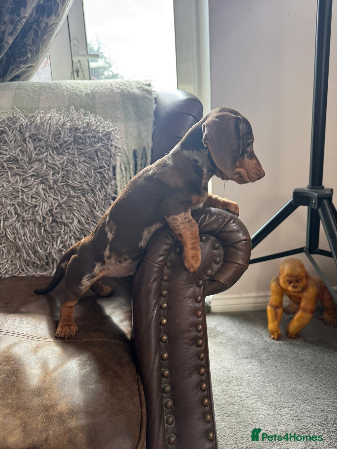Miniature Dachshund dogs for sale: Miniature Dachshund Puppies - Image 19