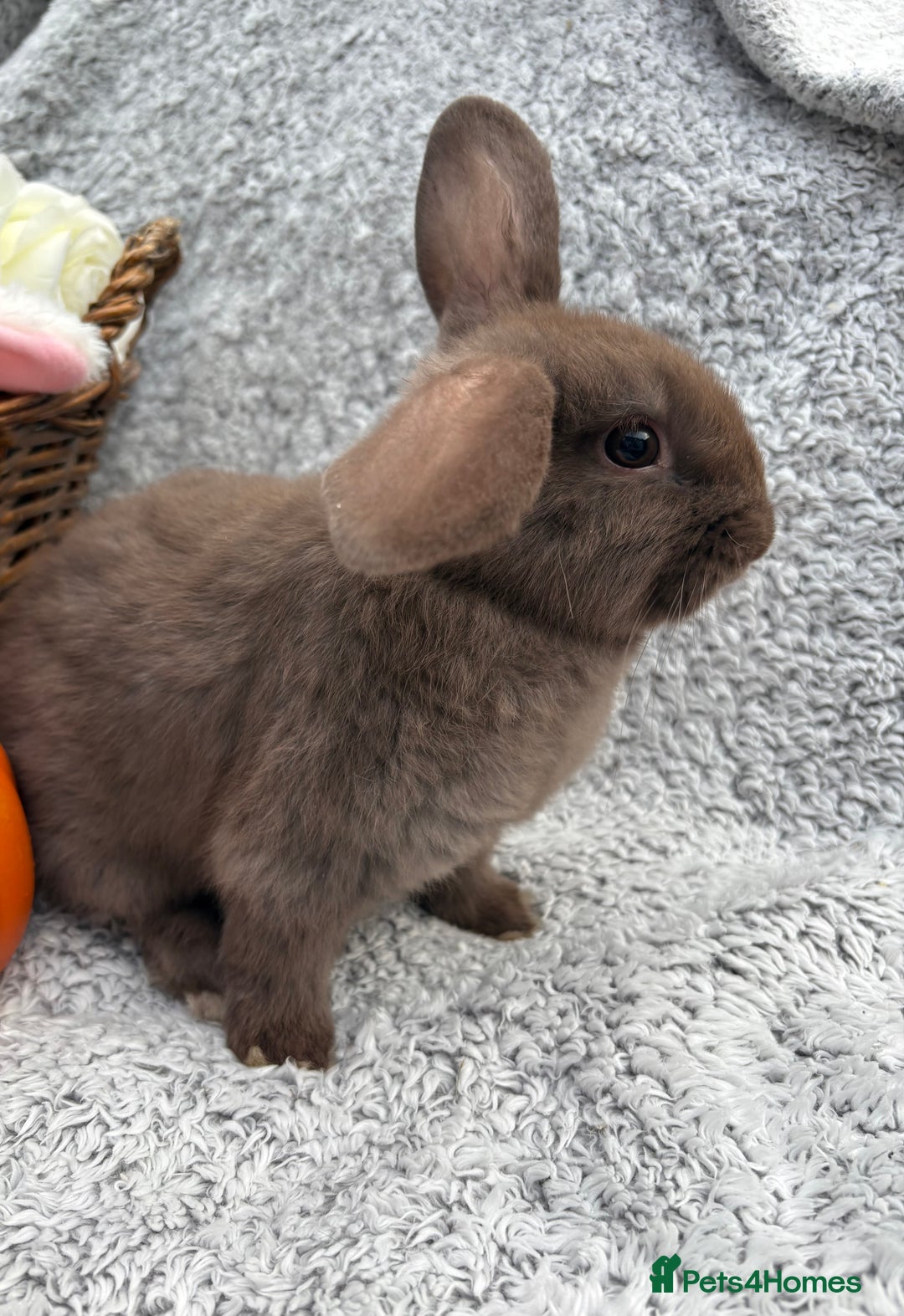 Mini Lop rabbits for sale: Female Mini Lop for sale. Available now! - Image 1