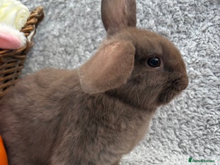 Mini Lop rabbits for sale - Advert 1