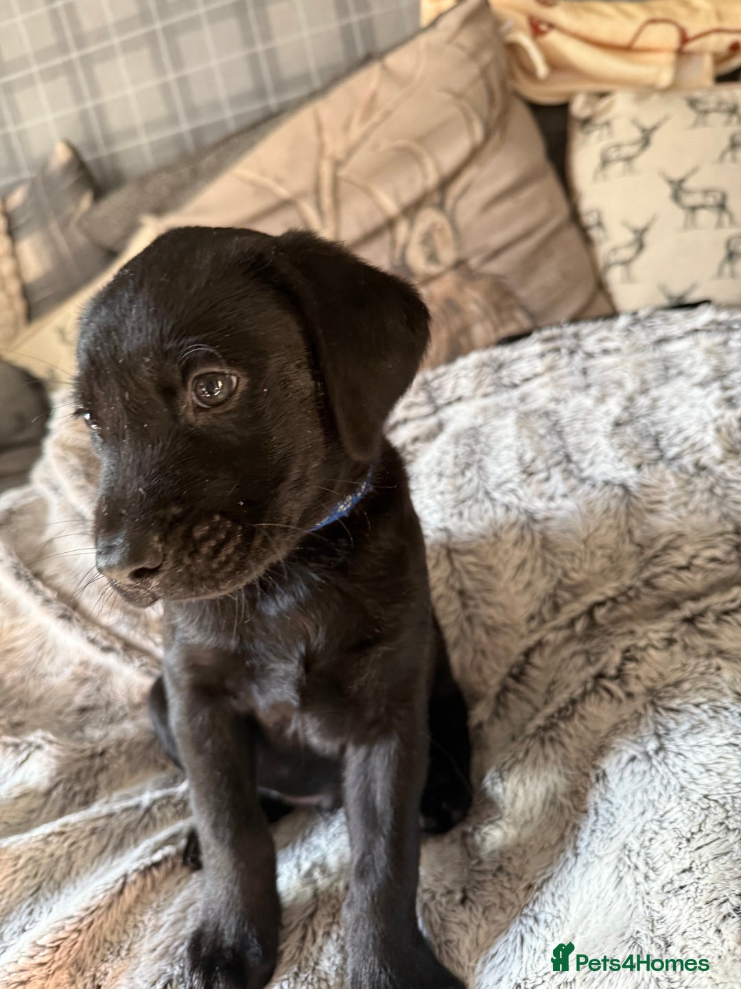 Labrador Retriever dogs for sale: Labrador puppies  - Advert 29