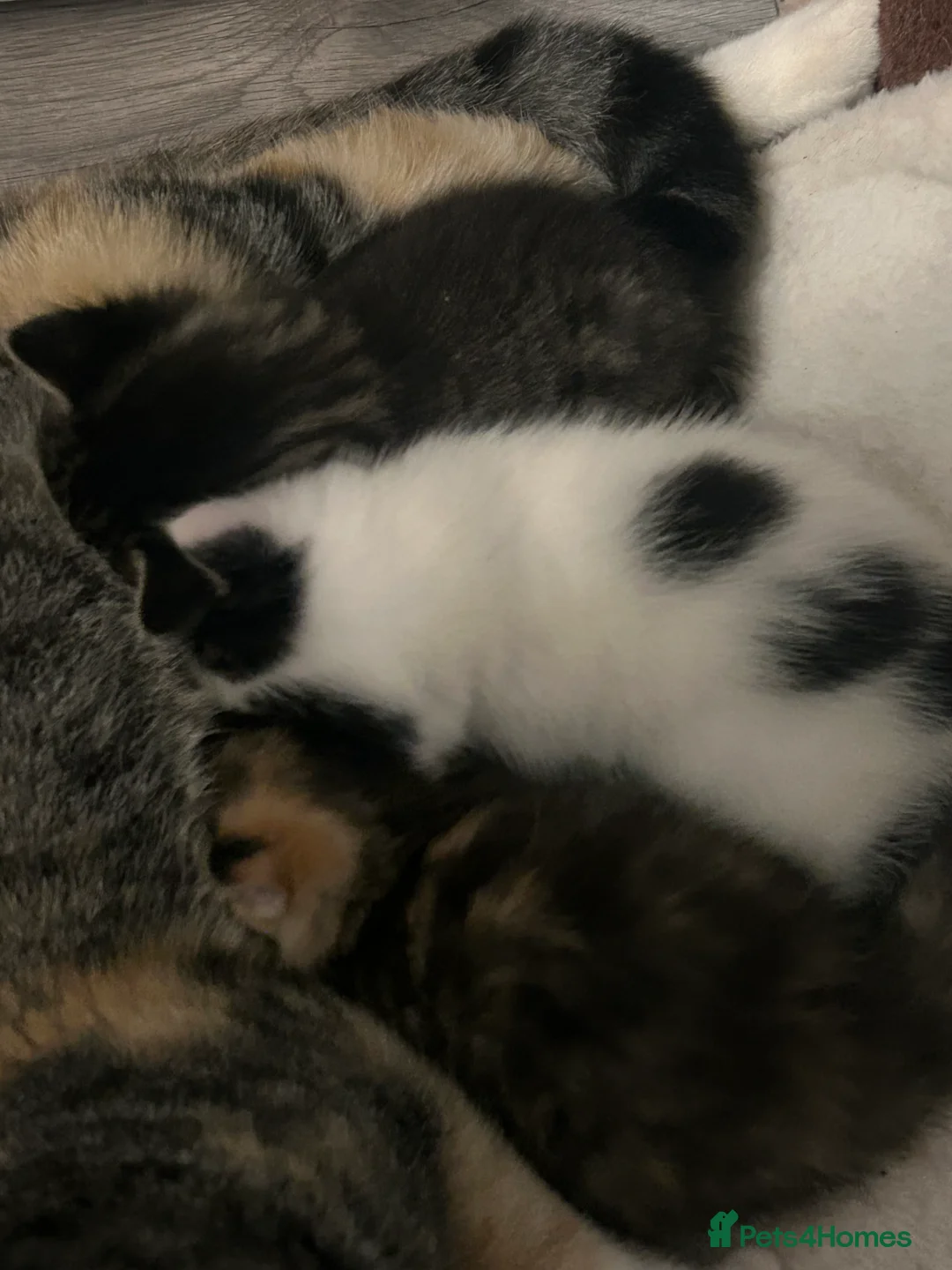 Mixed Breed cats for sale: Adorable Healthy Kittens - Ready for loving homes - Advert 19