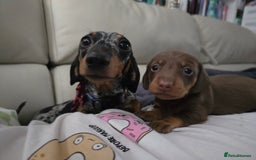 Miniature Dachshund dogs for sale: Galaxy Chocolate: Your Sweetest Adventure Awaits! - Image 20