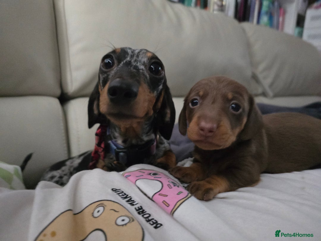 Miniature Dachshund dogs for sale: Galaxy Chocolate: Your Sweetest Adventure Awaits! - Image 20