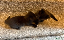Mixed Breed cats for sale: 2 gorgeous kittens - Image 12