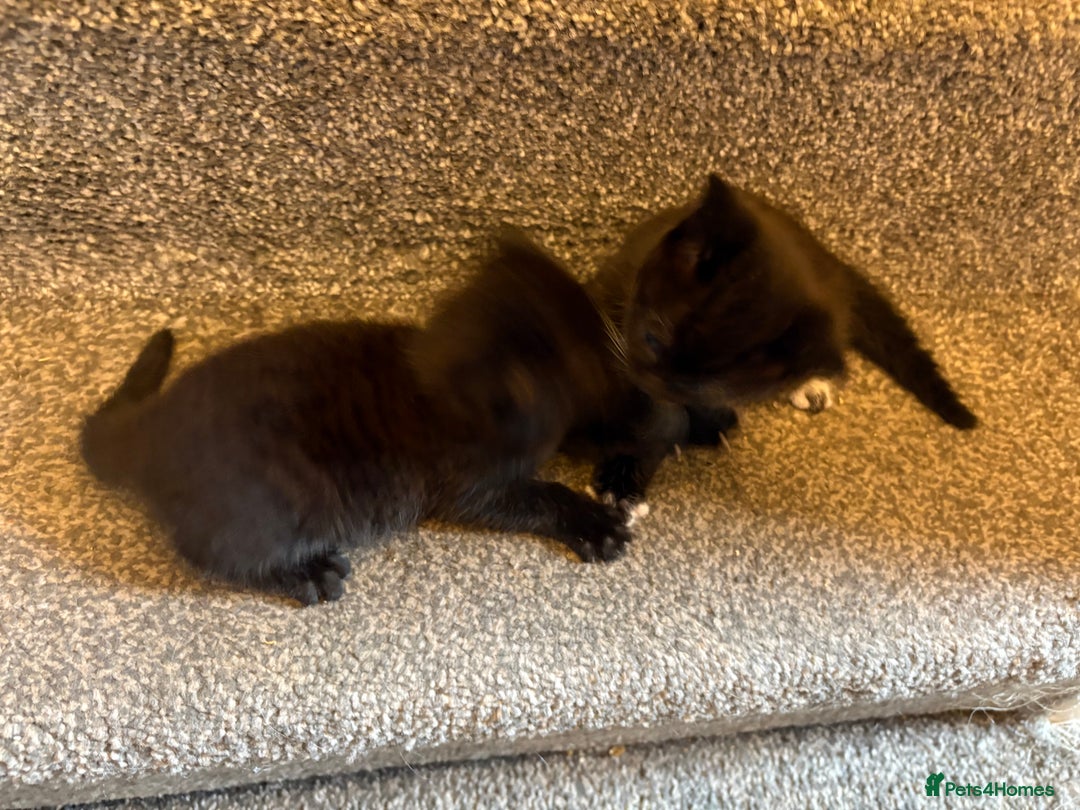 Mixed Breed cats for sale: 2 gorgeous kittens - Image 12