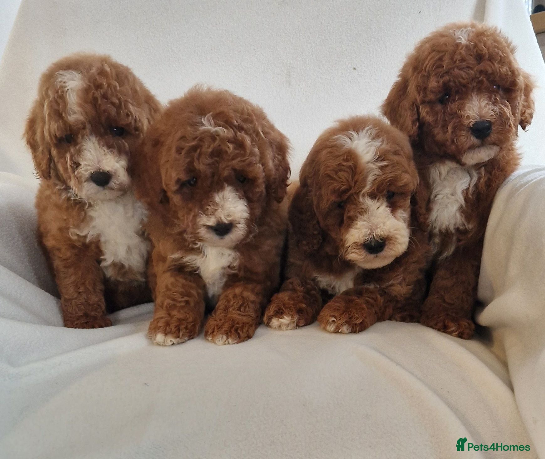 Cockapoo dogs F1b, genetically health clear - Advert 3