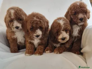 Cockapoo dogs F1b, genetically health clear - Advert 7