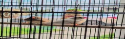 Finches birds for sale: Complete Finch setup (9 Birds + All Equipment) in Spalding - Advert 4