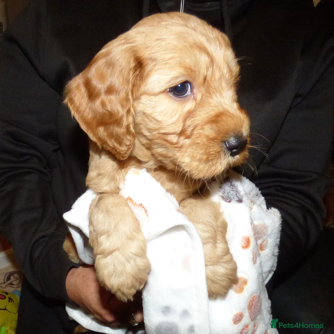 Cockapoo dogs for sale: Cockapoo F2 Puppies - Image 7