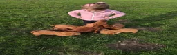 Cockapoo dogs for sale: 6 excellent F1 cockapoo pups - Advert 3