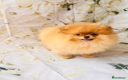 Pomeranian dogs for sale: 💗Last girl left! Royal Orange Pomeranian Pedigree - Image 35