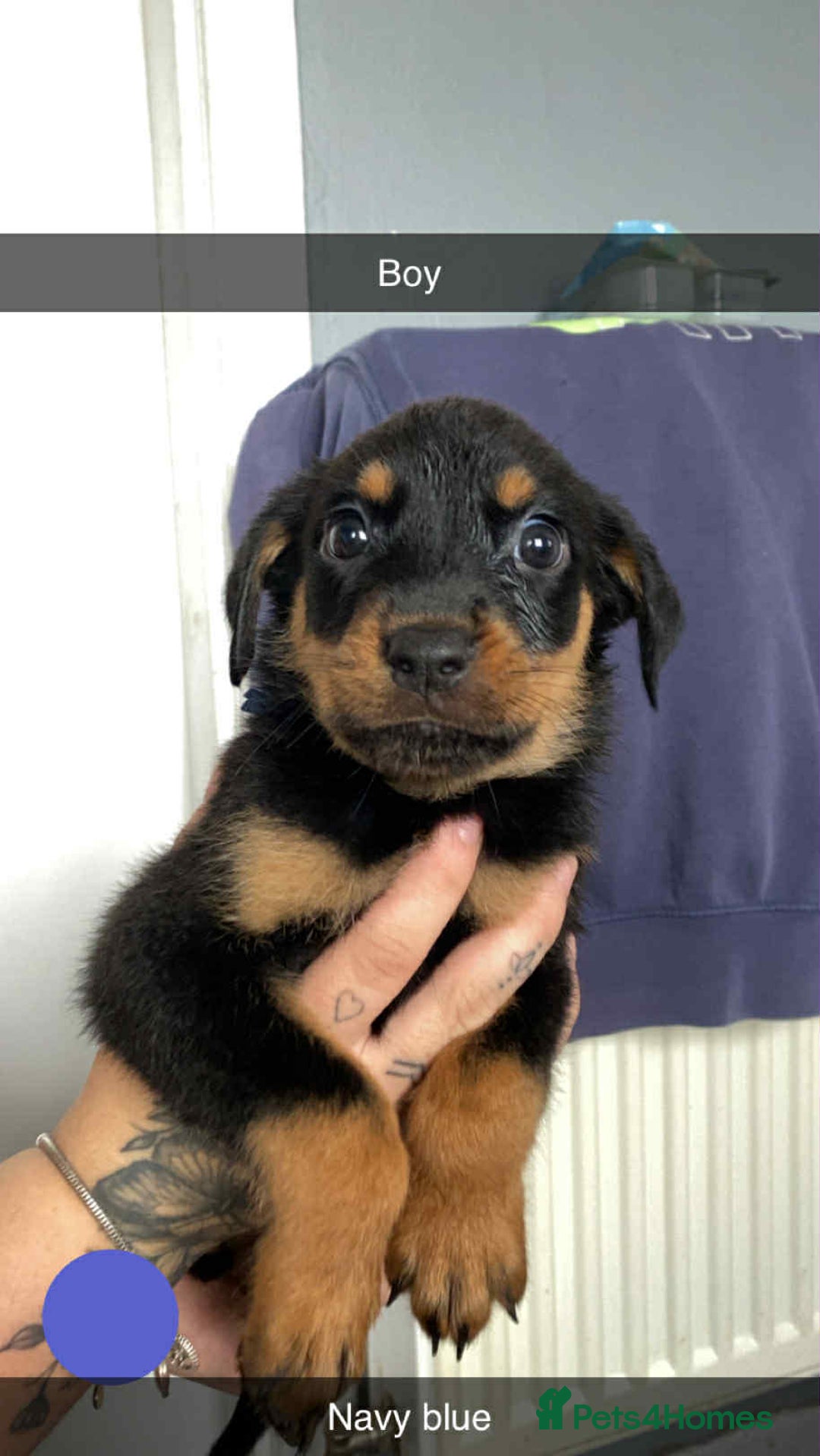 Rottweiler dogs for sale: 10 Rottweiler puppies - Image 10