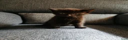 Mixed Breed cats for sale: Beautiful Kittens  - Advert 14