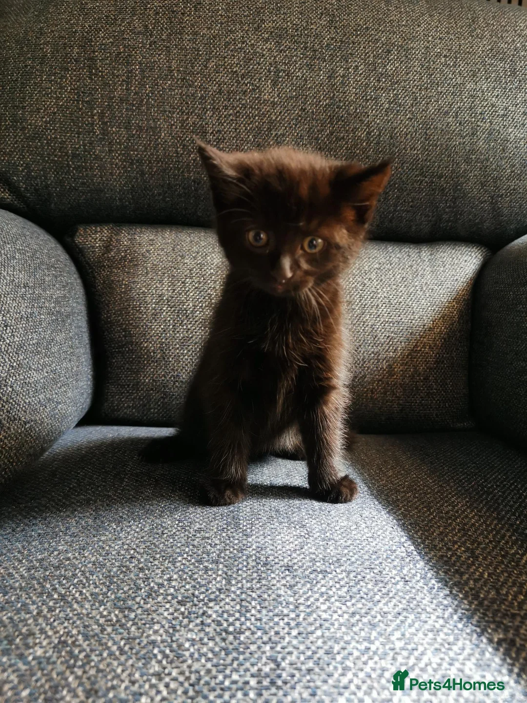 Mixed Breed cats for sale: Beautiful Kittens  - Advert 14