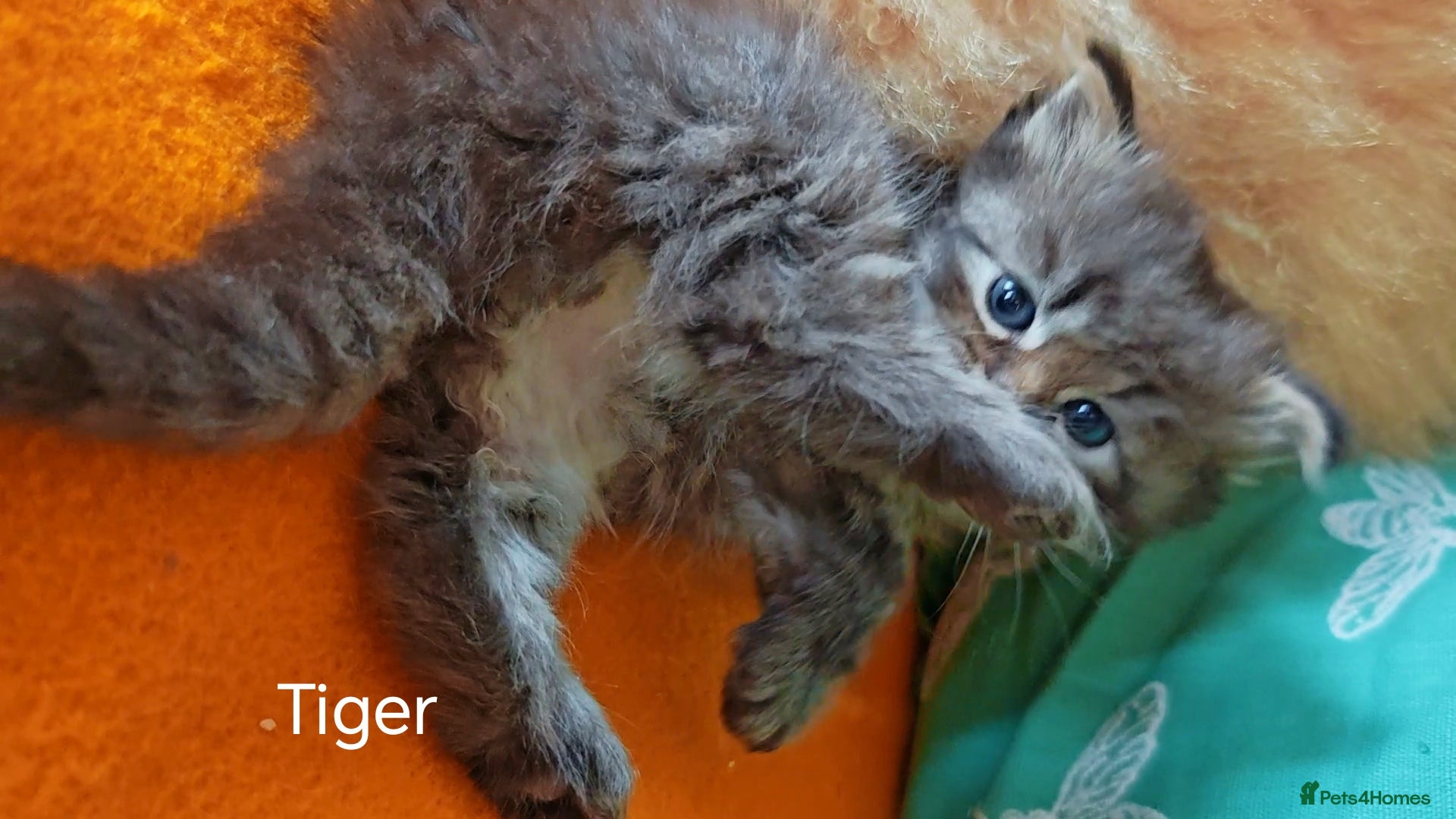 Siberian cats Pure Siberian GCCF+TICA - Advert 2