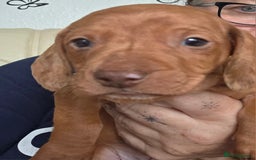 Dachshund dogs for sale: Dachshund for sale. Ready to leave  - Image 9