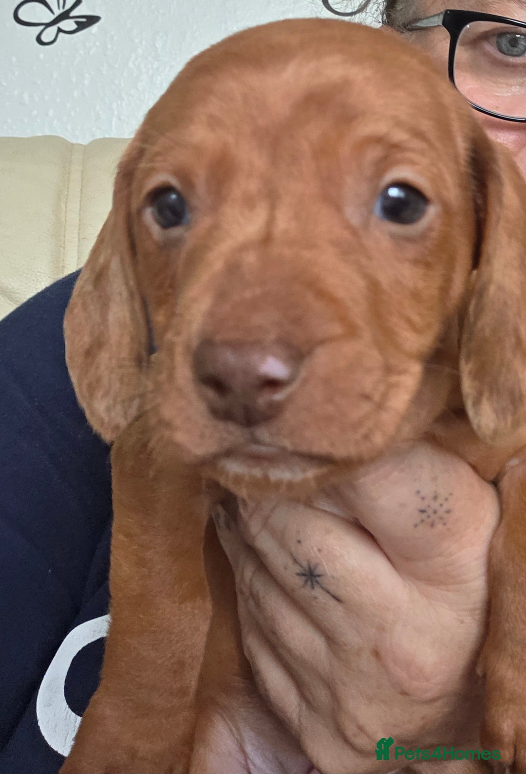 Dachshund dogs for sale: Dachshund for sale. Ready to leave  - Image 9