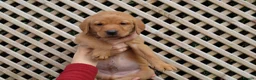 Labrador Retriever dogs for sale: Beautiful KC Registered Labrador Puppies - Advert 18