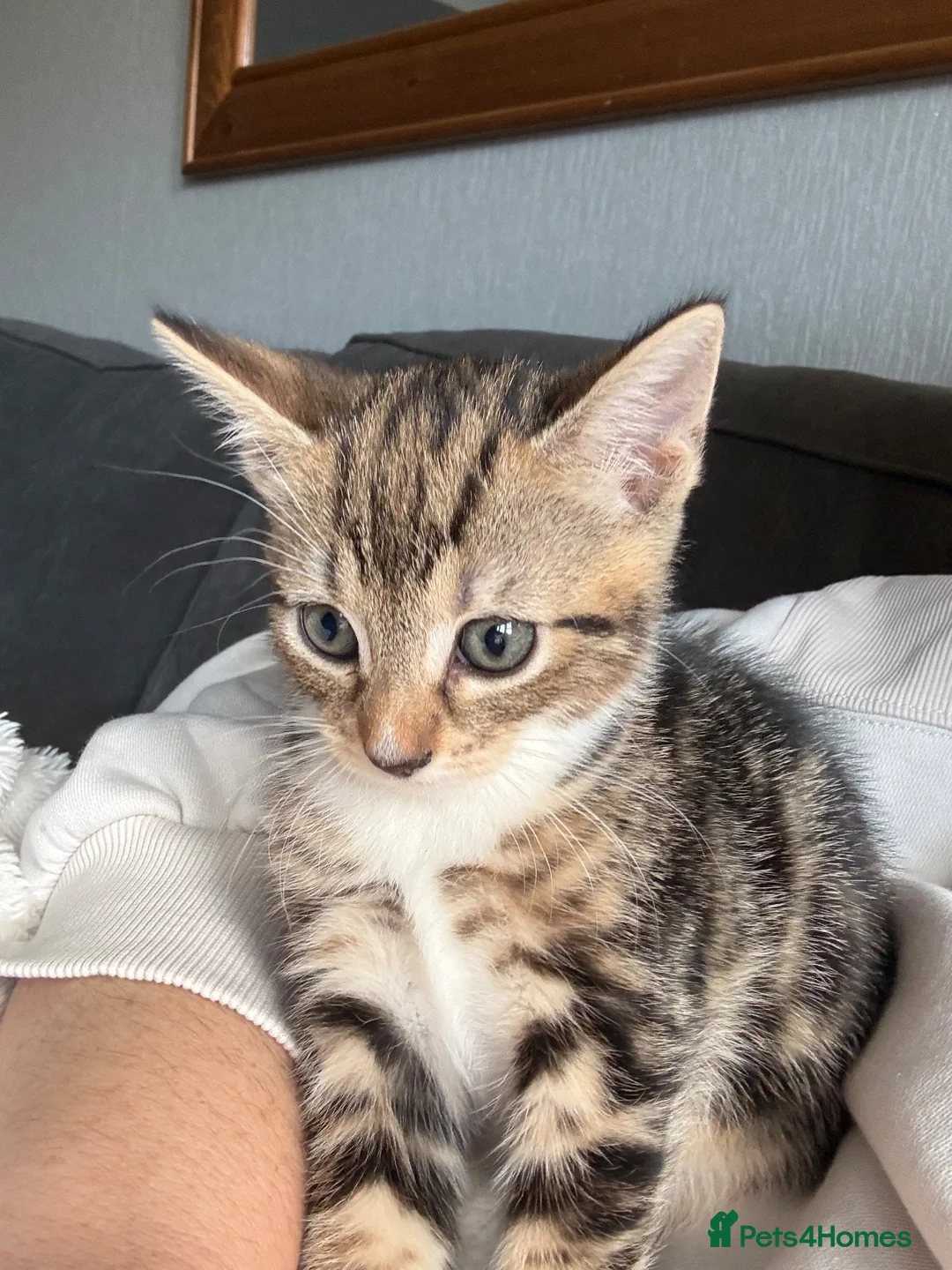 Mixed Breed cats for sale: 4 stunning kittens  - Advert 6