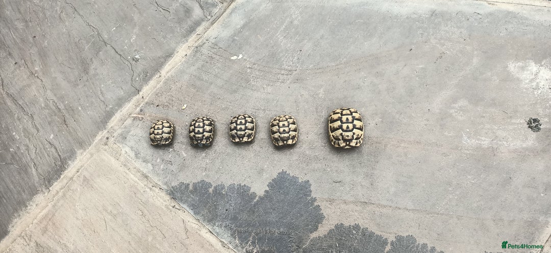 Hermann Tortoise reptiles for sale: 5 Spur Thighed Tortoises  - Image 26