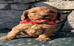 Cockapoo dogs for sale: Cockapoo puppies - Image 7