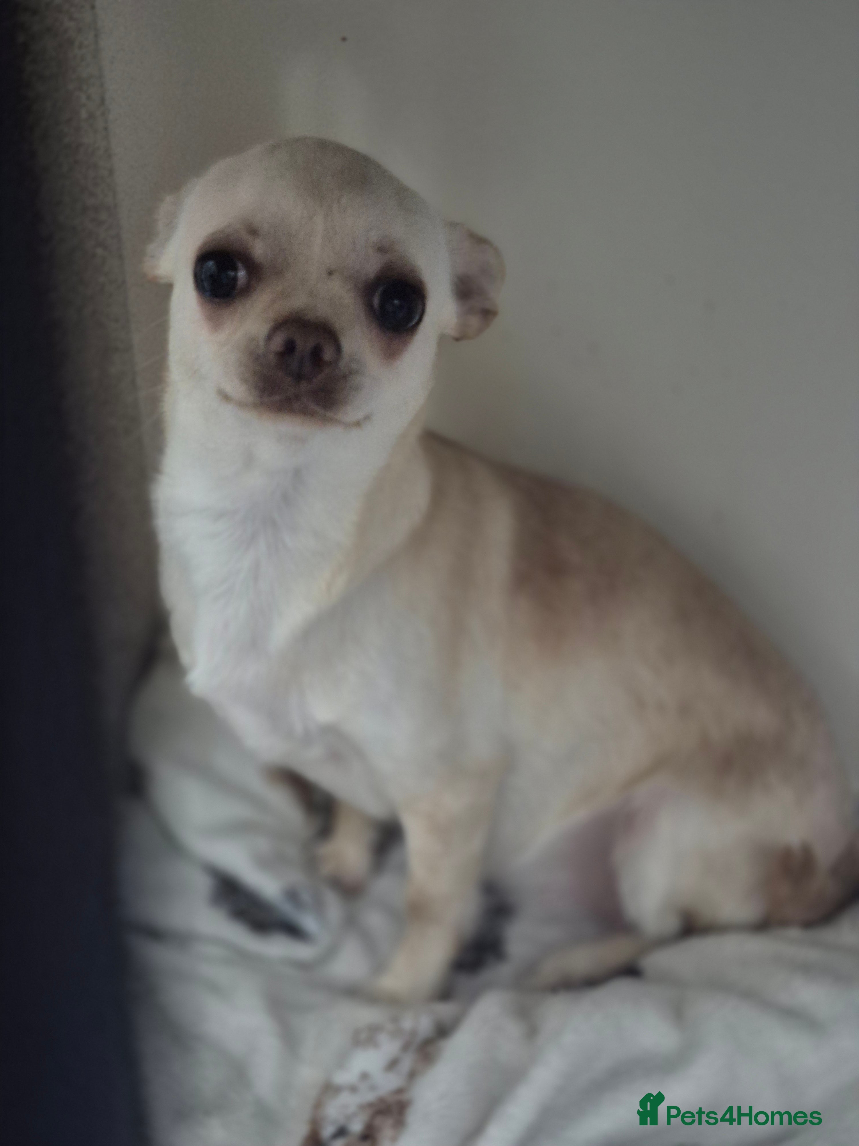 Chihuahua dogs Pixie female 7mths - Advert 1