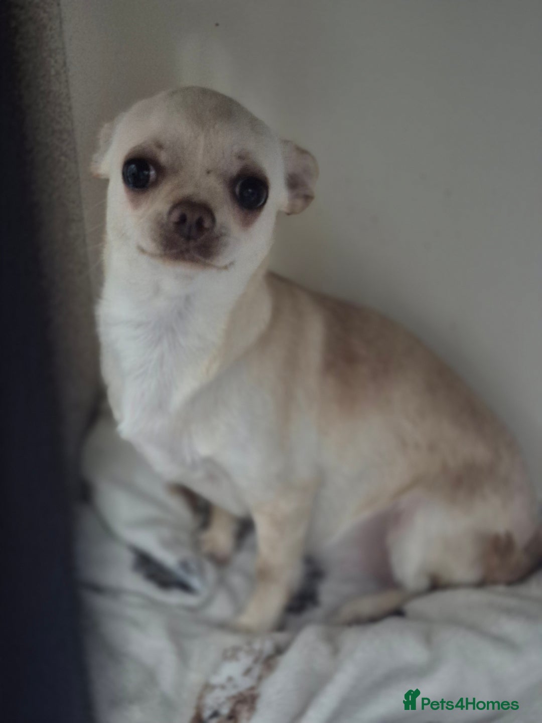 Chihuahua dogs for sale: Pixie female 7mths - Advert 1