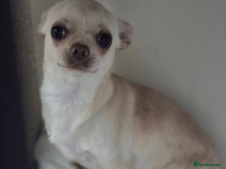 Chihuahua dogs Pixie female 7mths - Advert 1