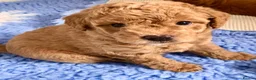 Labradoodle dogs for sale: keiras red fox miniature labradoodles  - Advert 3