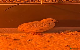 Quail poultry for sale: 3 button quail  - Image 1