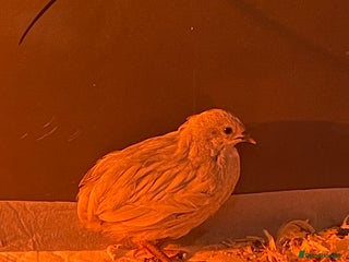 Quail poultry - Advert 27