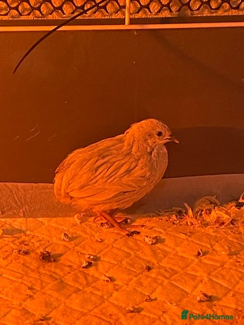 Quail poultry - Advert 1