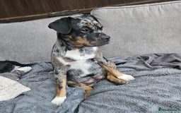 Mixed Breed dogs for sale: French Bulldog cross Manchester Terrier  - Image 15