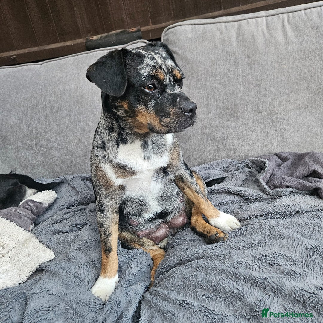 Mixed Breed dogs for sale: French Bulldog cross Manchester Terrier  - Image 15