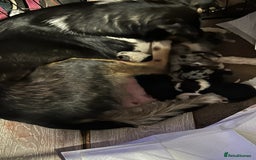 Border Collie dogs for sale: 7 Gorgeous Border Collie Pups - Image 10